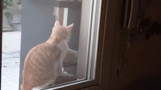 Hungry Cats