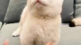 Cat Fun ????