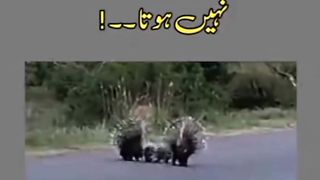 Parents love his child video