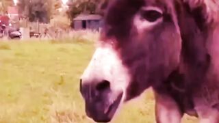 Donkey Dance funny