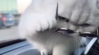 Cat video