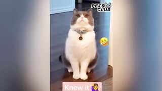Funny animals