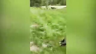 funny cats
