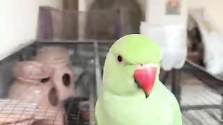 Parrot Solomon ????