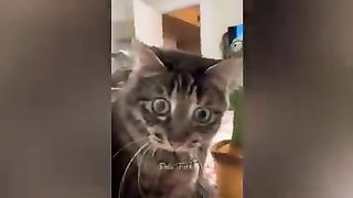 funny cats