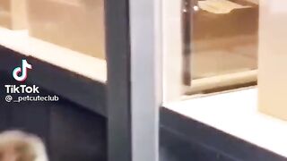 Cat prank ???? full funny video ????