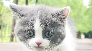 Meow ???? Adorable baby cat????❣ #trending