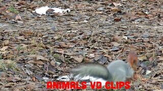 ANIMALS VIDEOS CLIPS