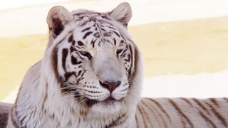 Wilde white cat