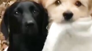 Top Funny Cute Dog Videos and TIKTOK Compilation