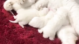 Cute cat