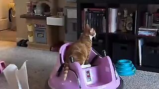 Funny cats