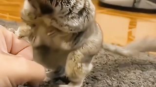 Tiny little friend || Guess its name