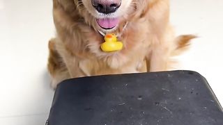 Funny animal