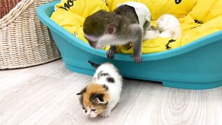Monkey and cats amazing video