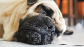 Sleeping doge