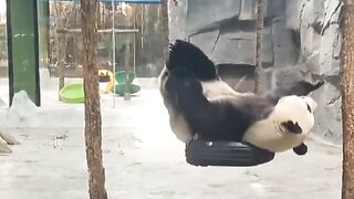 Watch this Funny Panda's Hilarious Antics and Try Not to Laugh Challenge