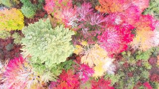 Beautiful Flowers and most Beautiful Places video