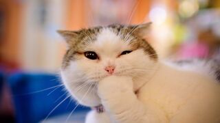 Cute Cats | Cute and Funny Cat Videos Compilation #1 @THEPETSPARK