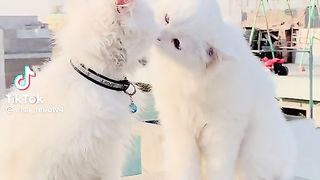 Romantic cat