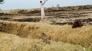 Falcon Training, eagle training