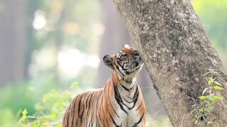 Tiger, Elephant Video 2023
