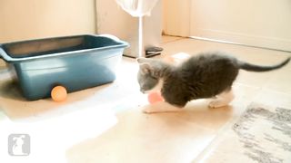Funny cats playing with ball, Part 1