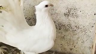 Fancy pigeons