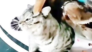 Cat and badak funny