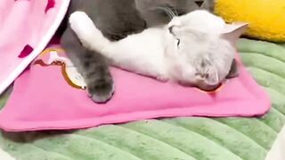 Cats Husband and wife with family ????????????????