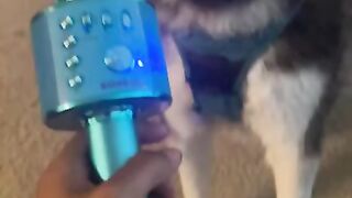 Funny and Cute Dogs Videos Compilation,????????