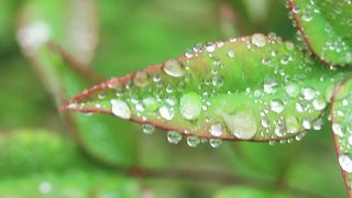 Rain Sounds for Sleeping - Heavy Rain and Thunder Sounds On Glass Roof