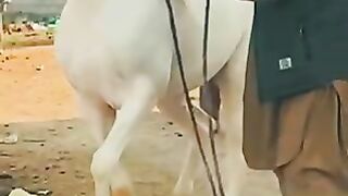 Husn e islamabad | horse lovers ❤️