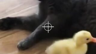 funny cat and dog compilation