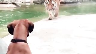 tiger and dog