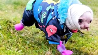 Funny animals videos #funny dogs