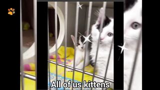 What it's like to have a cat as a pet. ENJOY!!