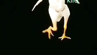 Mera Dill Yeh Pukaray Aja Chicken Dance