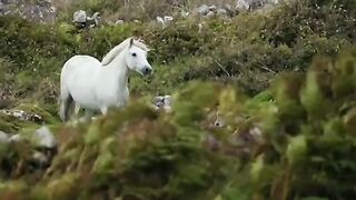 Beautiyful Horse #