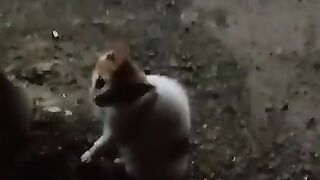 This is so cute meowing cat in the street