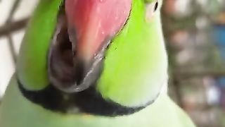 Green parrot talking parrot