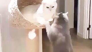 Beautiful cats