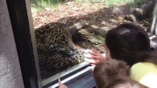 funny videos