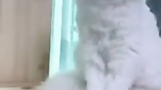 Cute Persian cat