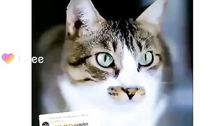 Beautiful cat