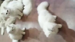 Beautiful and funny cats