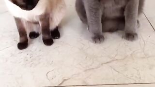 So funny cat