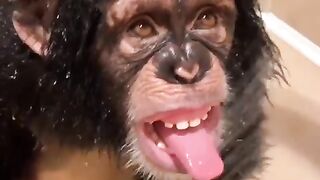 funny chimp | funny meme videos chimp.. | subscribe