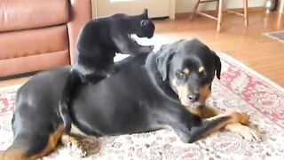 Funny cat and dog