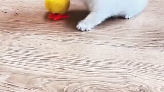 Funny cat and chick